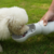 Pet outdoor water cup