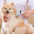 2-in-1 Pet Hair Removal and Sticky Comb