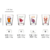 Twelve Chinese zodiac spirit cups (can be made into gift boxes)