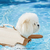 Pet Life Jacket