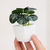 Artificial Green Plant