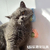 Catnip Rotating Ball