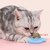 Catnip Rotating Ball