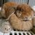 Cute Little Rabbit Transparent Hair Storage Box
