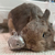Cute Little Rabbit Transparent Hair Storage Box