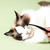 Pet tear stain brush