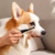 Pet tear stain brush