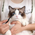 Pet tear stain brush